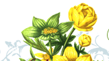 Marigold Flower 1
